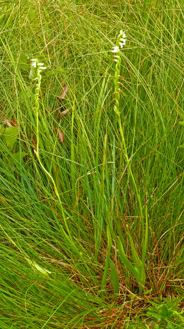 Spiranthes aestivalis